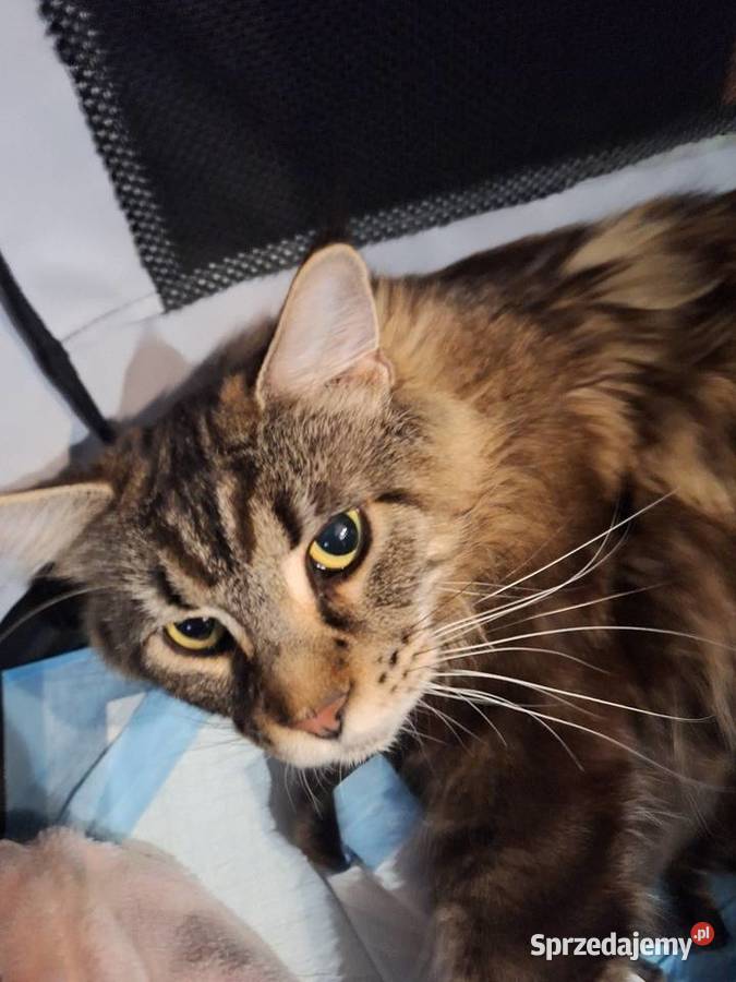 Kotek main coon z rodowodem Maine Coon śląskie Zabrze