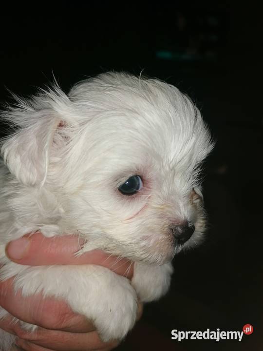 Piękny Maltańczyk z rodowodem Maltańczyk Mysłowice