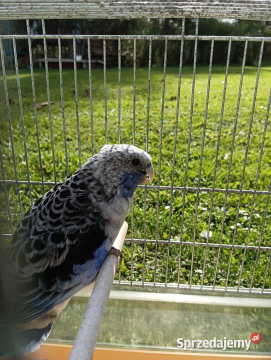 Rozelle królewskie małopolskie