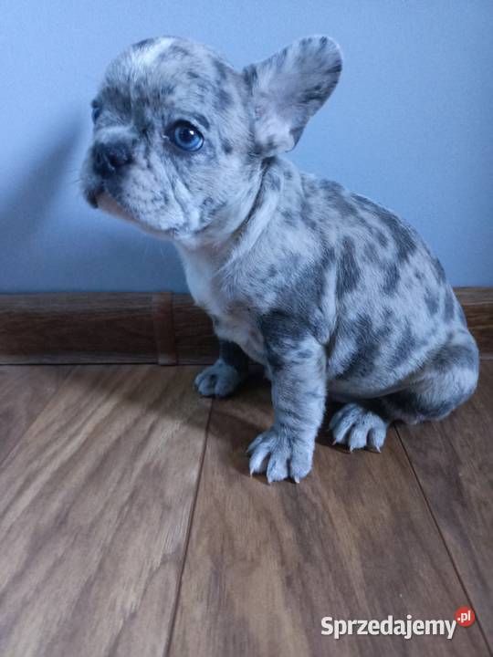 Buldogi francuskie blue niebieskiemerle blue Szczecinek