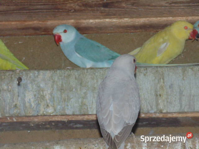 aleksandrety GO oliwasaraniebieska