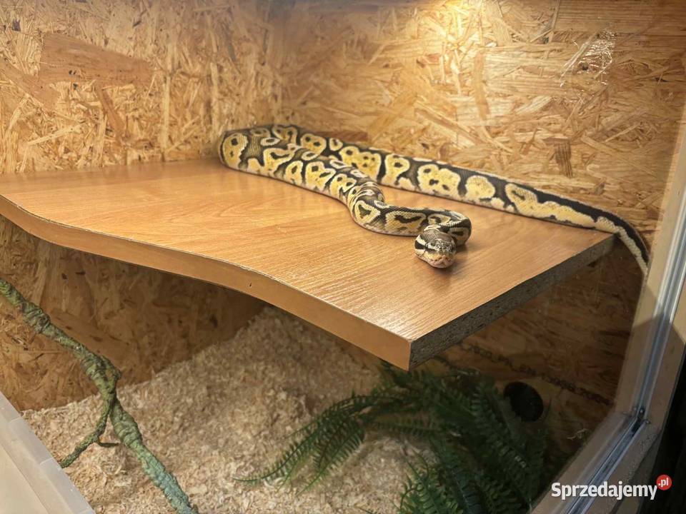 Pyton królewski z terrarium Zwierzęta Nowy Sącz sprzedam