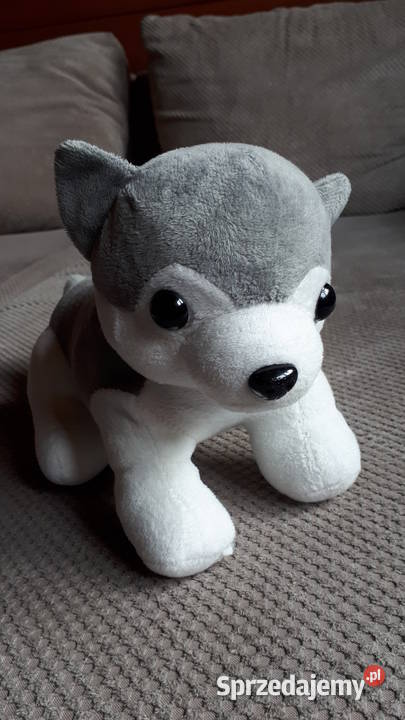 pluszowy piesek małopolskie Kraków