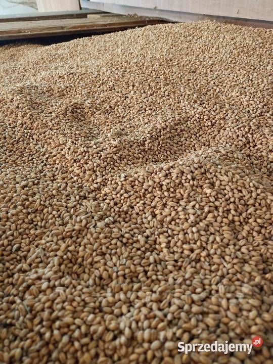 Owies 2025 Dynowa Łubno