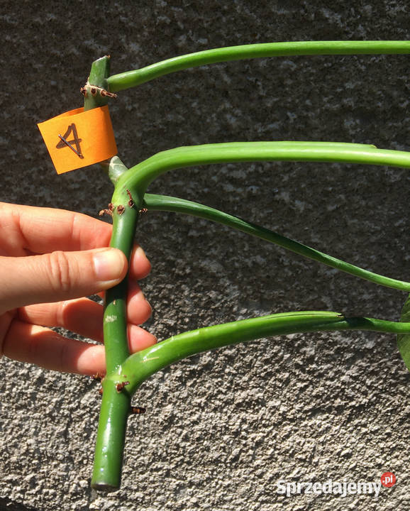 Philodendron filodendron Emerald Queen sadzonka Kraków