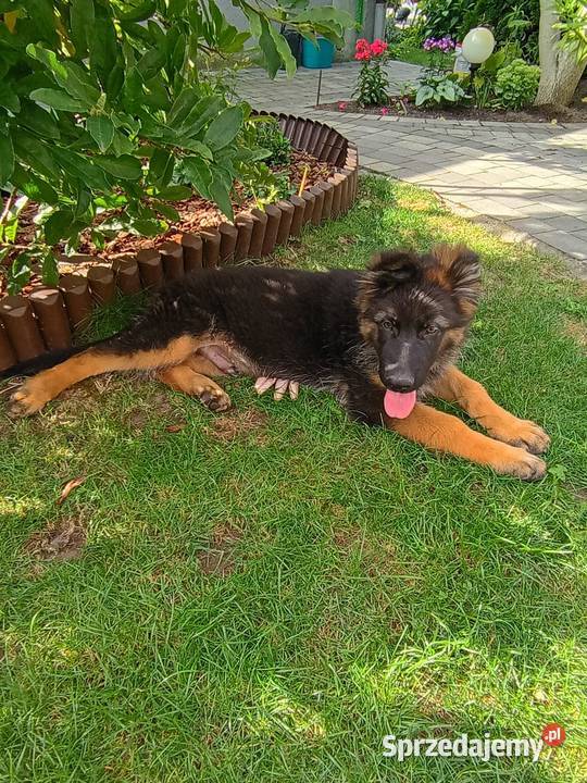 Owczarek niemiecki wielkopolskie