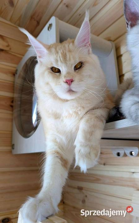 Kotka do hodowli Championach Radom sprzedam