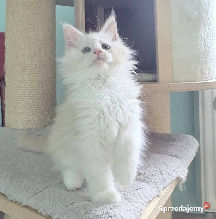 Maine Coon Śliczna Nemezis Wińsko sprzedam