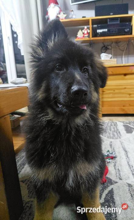 Suczka Owczarek Niemiecki Długowłosy
