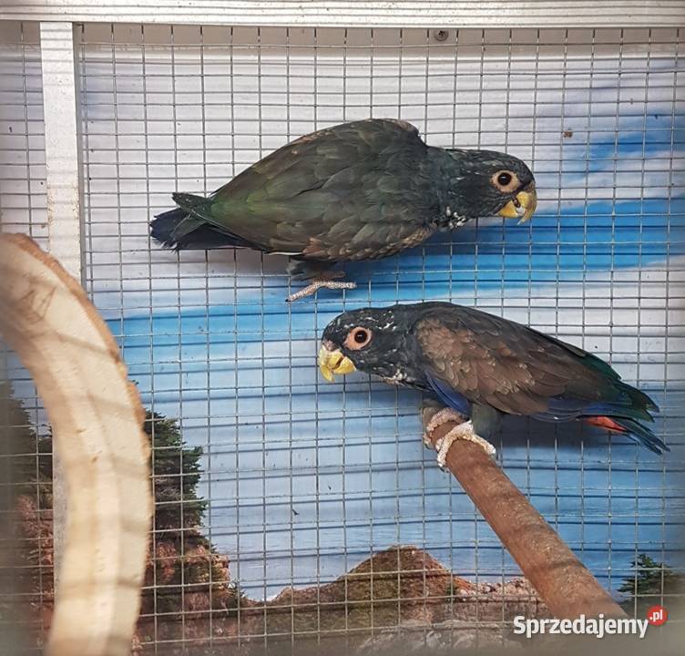 Piona bronzowoskrzydła para Bystra