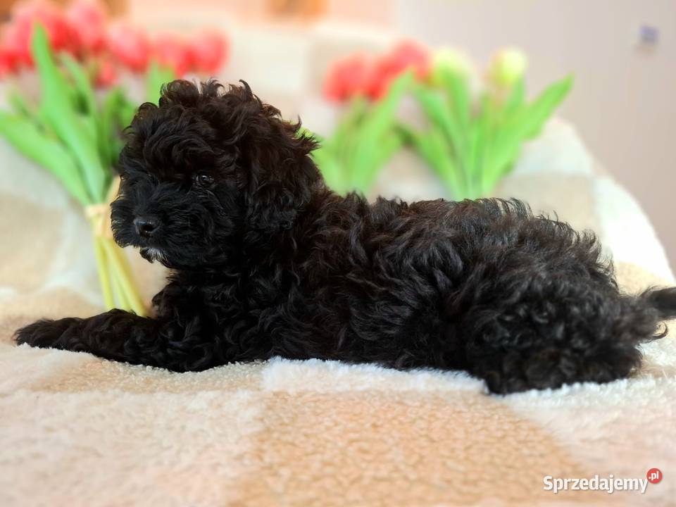Shihpoo szczenięta szczenię Cavapoo Cocapoo Krasne
