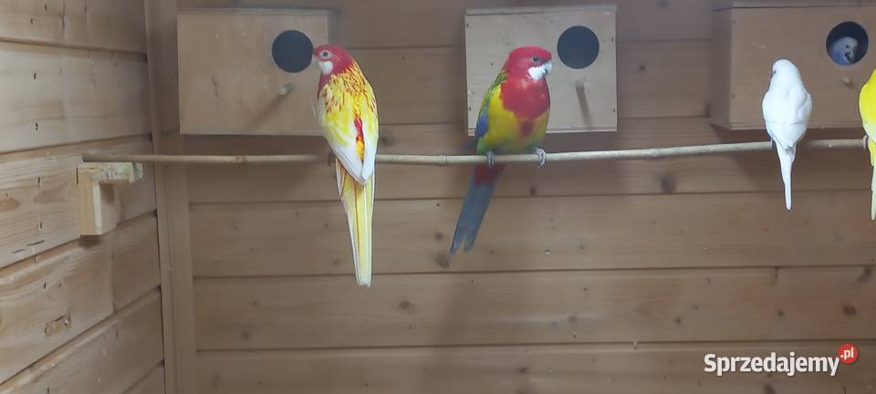 Gołebnik Przedmość