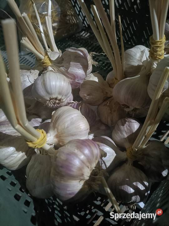 Sprzedam czosnek Harnaś na Busko-Zdrój