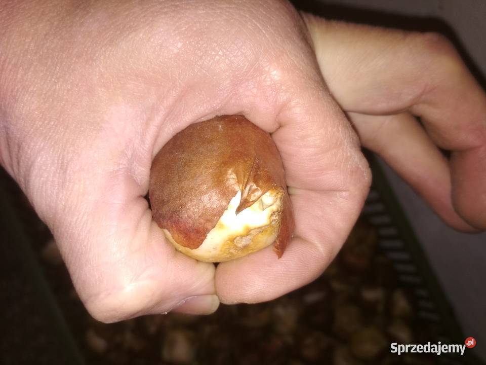 CEBULKA TULIPANA Katowice