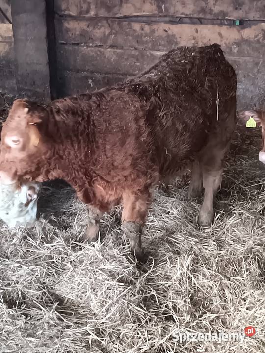 Byczek odsadek Rolnictwo Zaświatycze