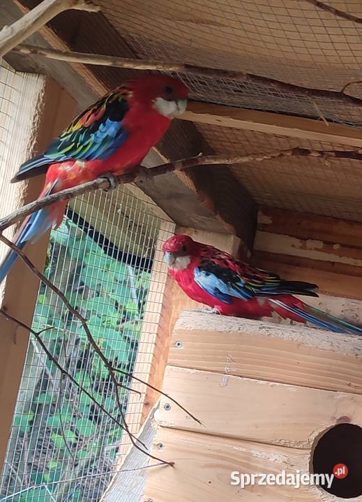 Likwidacja amatorska hodowlę papug 10 par pomorskie Darzlubie