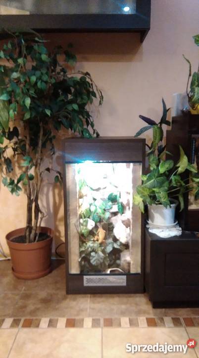 Legwan zielony odm RED młody terrarium Kraśnik