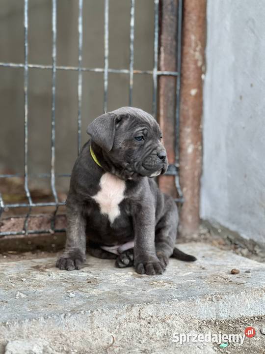 Cane Corso szczenieta rodowodowe błekitne i Cane Corso Bychawa