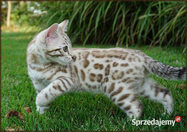 Kocurek Bengalski Snow Lynx Gotowy do odbioru