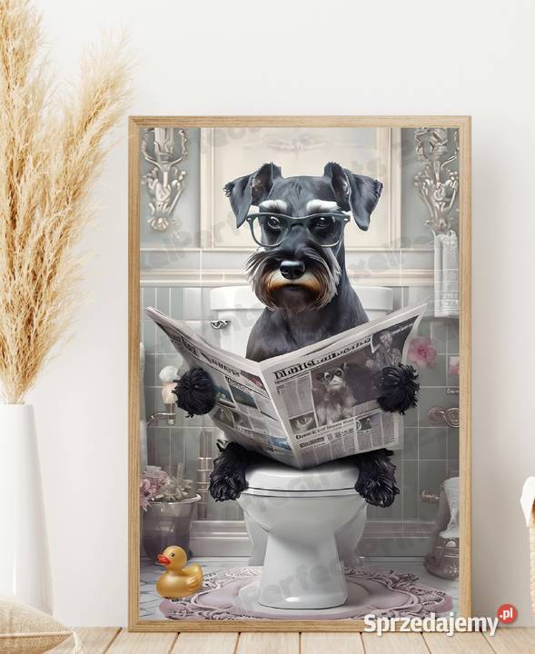 Plakat sznaucer a4 w ramce zachodniopomorskie Pełczyce sprzedam