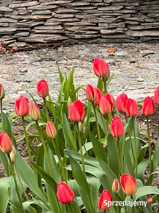 łupek na murki ogrodowe Księżyce