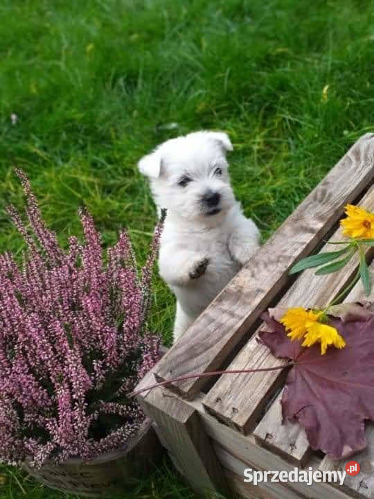 Szczeniaki West Highland White Terrier Rawa Mazowiecka