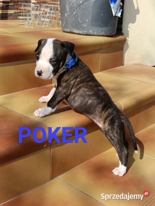 Szczenięta Amstaff american staffordshire Wyszków
