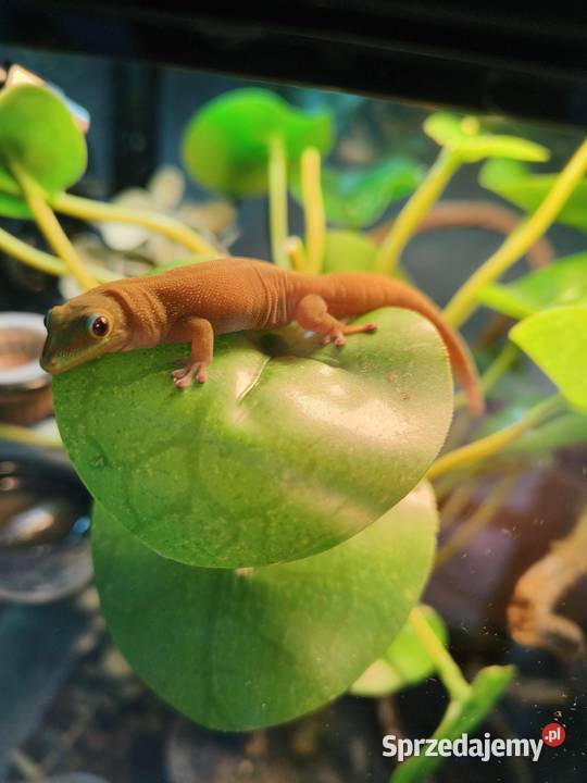 Felsuma złocista gruboogonowa