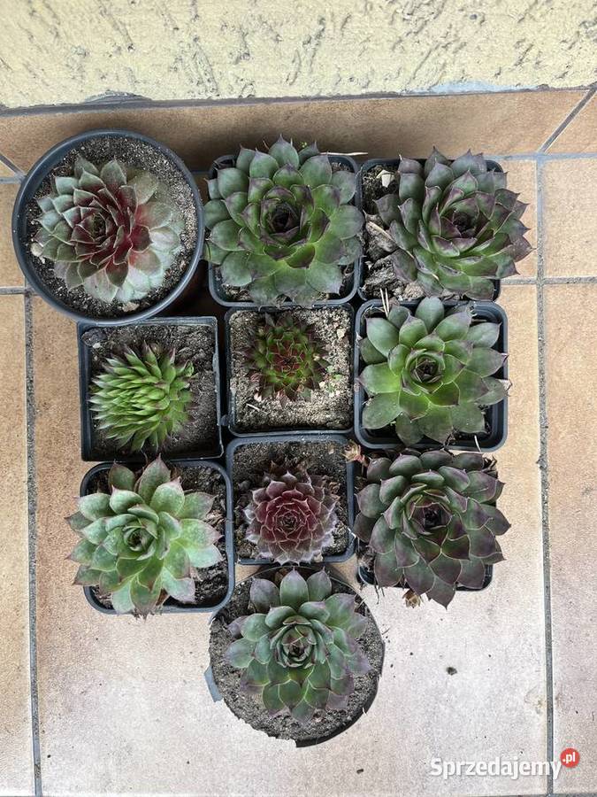 duże rojniki na skalniaki Katowice sprzedam