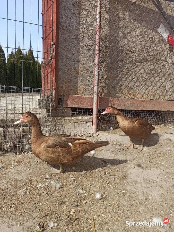 Jaja lęgowe kaczek pizmowychfrancuskich lubelskie Krasnystaw