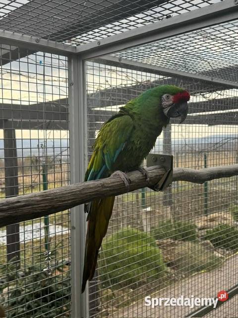 Ara militaris samiec do rozrodu Kraków sprzedam