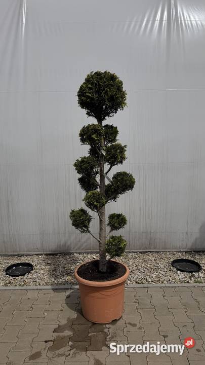 Cyprys Ivonne Bonsai 160180
