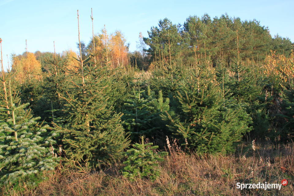 Świerk srebrny pospolity choinki plantacja Trzebieszewo