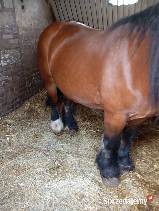 Sprzedam klacz zimnokrwistą w typie ardena lubelskie
