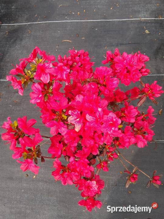 AZALIA JAPOŃSKA Maruschka małopolskie