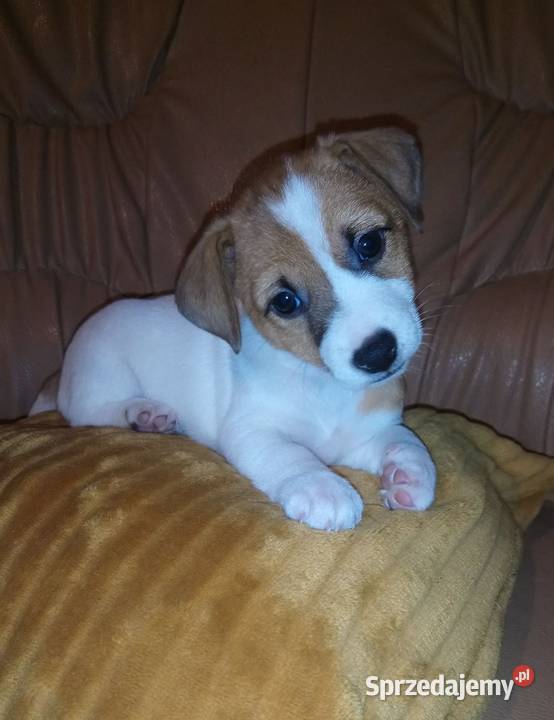 Jack Russell Terrier suczka Szadek