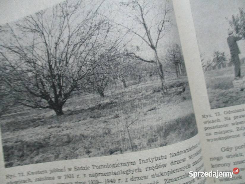 Sadownictwo Pieniążek rolnictwo sad uprawa