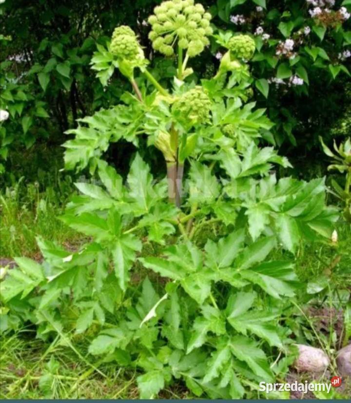 Nasiona arcydziegiel Kraśniczyn