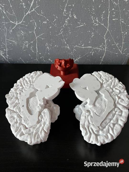 Model anatomiczny mózgu skala 11 Rybnik sprzedam