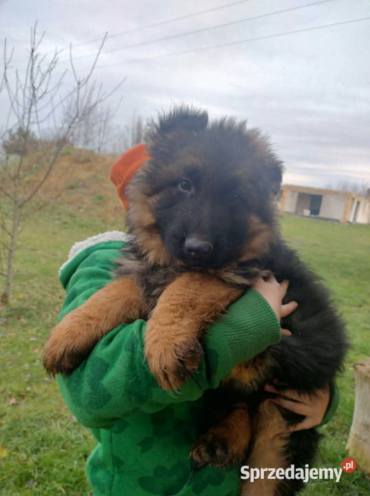 Sprzedam Pieska Głuchów