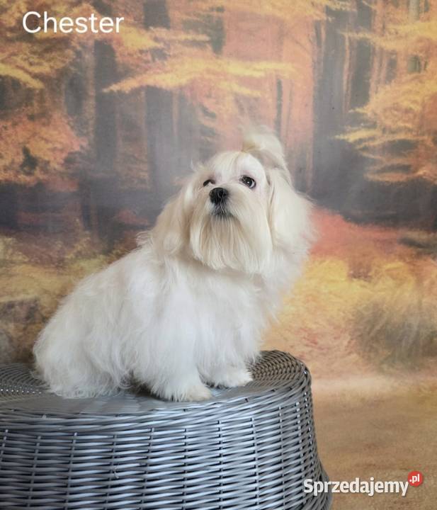 Pies Maltańczyk z rodowodem FCI lubelskie Chełm