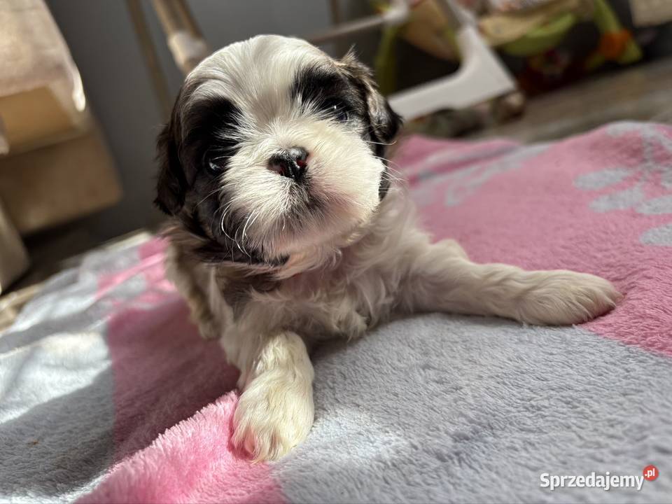 Suczka shih tzu Lekowo