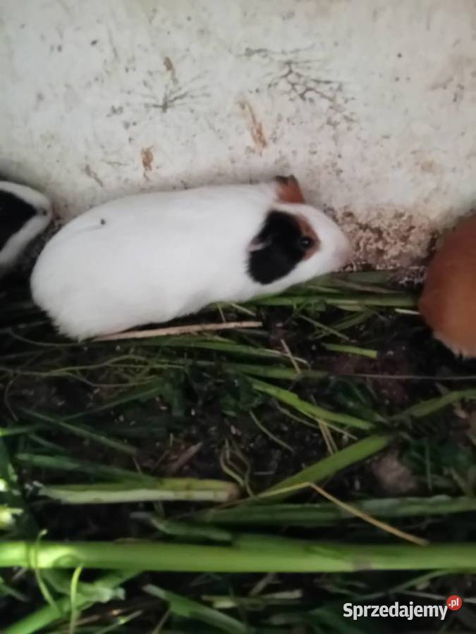 Swinki morskie Wawrzeńczyce