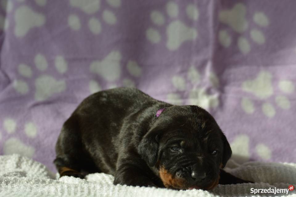 Tosa Inu szczenięta FCI