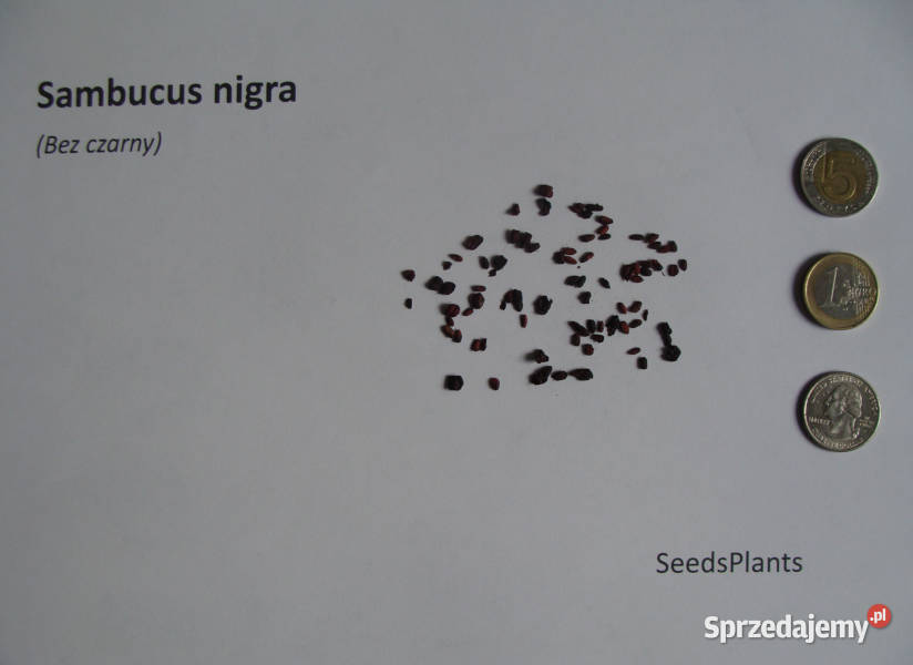 BEZ CZARNY Sambucus nigra NASIONA 4000 sztuk 10g Nasiona Lubanie