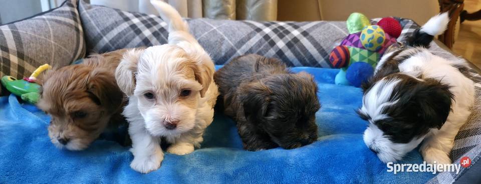 Rezerwacja piesek suczka Hawańczyk Championie Chrośla sprzedam