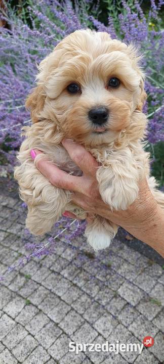 Szczeniaczek chłopiec Rosyjska Bolonka Kolorowa Pozostałe Daszewice sprzedam