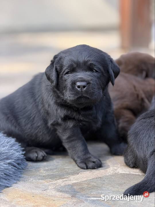 Czekoladowe i Czarne szczenięta Labrador Przygodzice