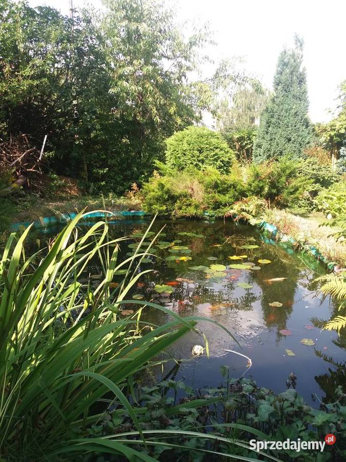 Ogródek działkowy Chorzów Grunty i działki