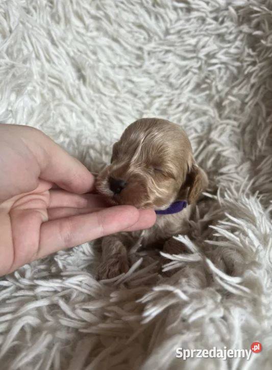 Piesek cockapoo mama cocker spaniel tata pudel